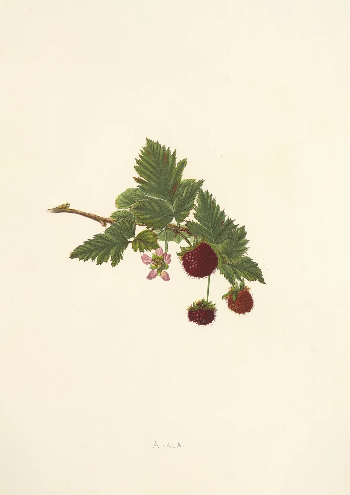 Akala av Isabella McHutcheson Sinclair
