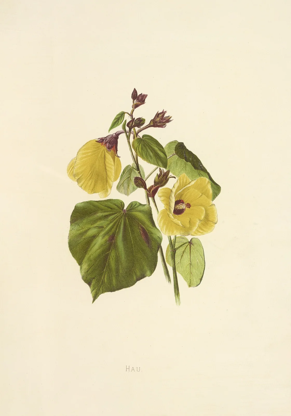 Hau av Isabella McHutcheson Sinclair