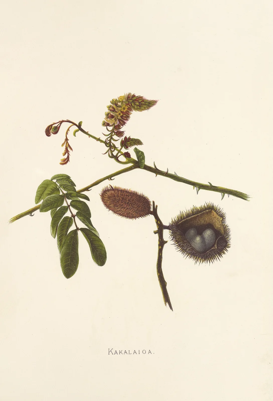 Kakalaioa av Isabella McHutcheson Sinclair