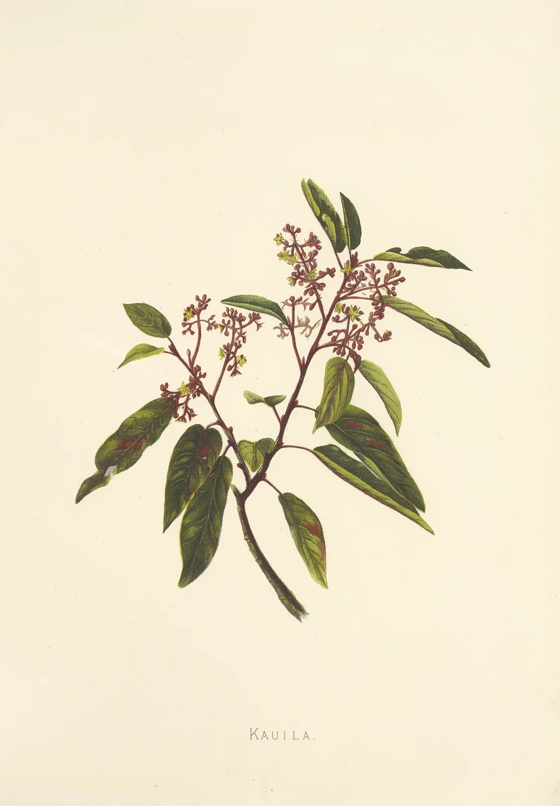 Kauila av Isabella McHutcheson Sinclair