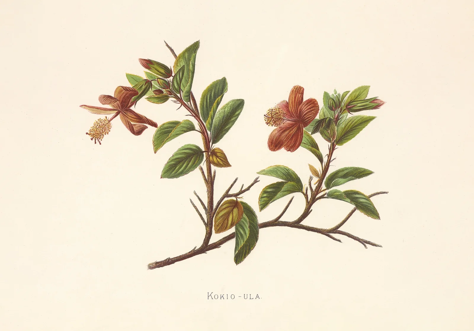 Kokio-Ula av Isabella McHutcheson Sinclair