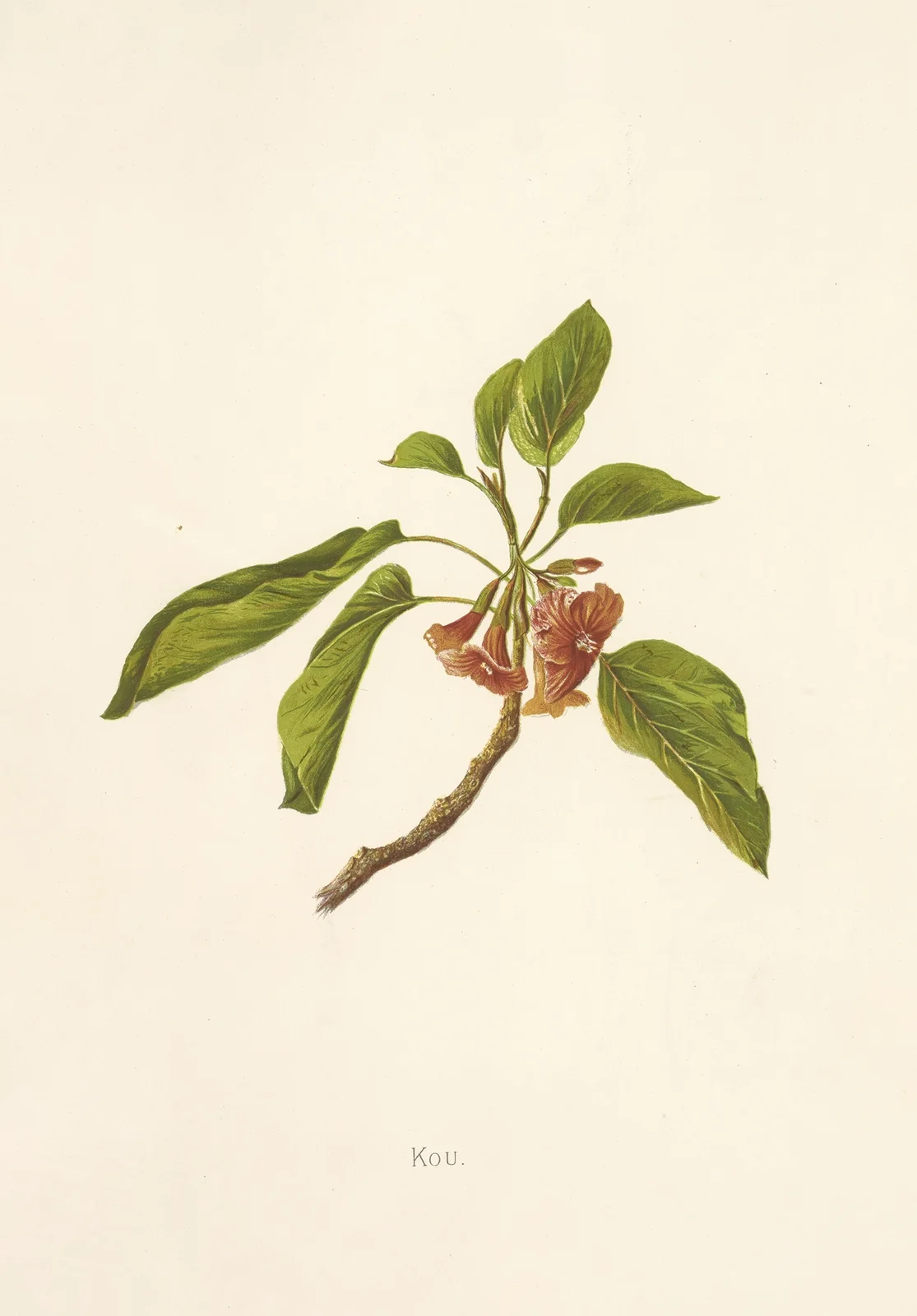 Kou av Isabella McHutcheson Sinclair