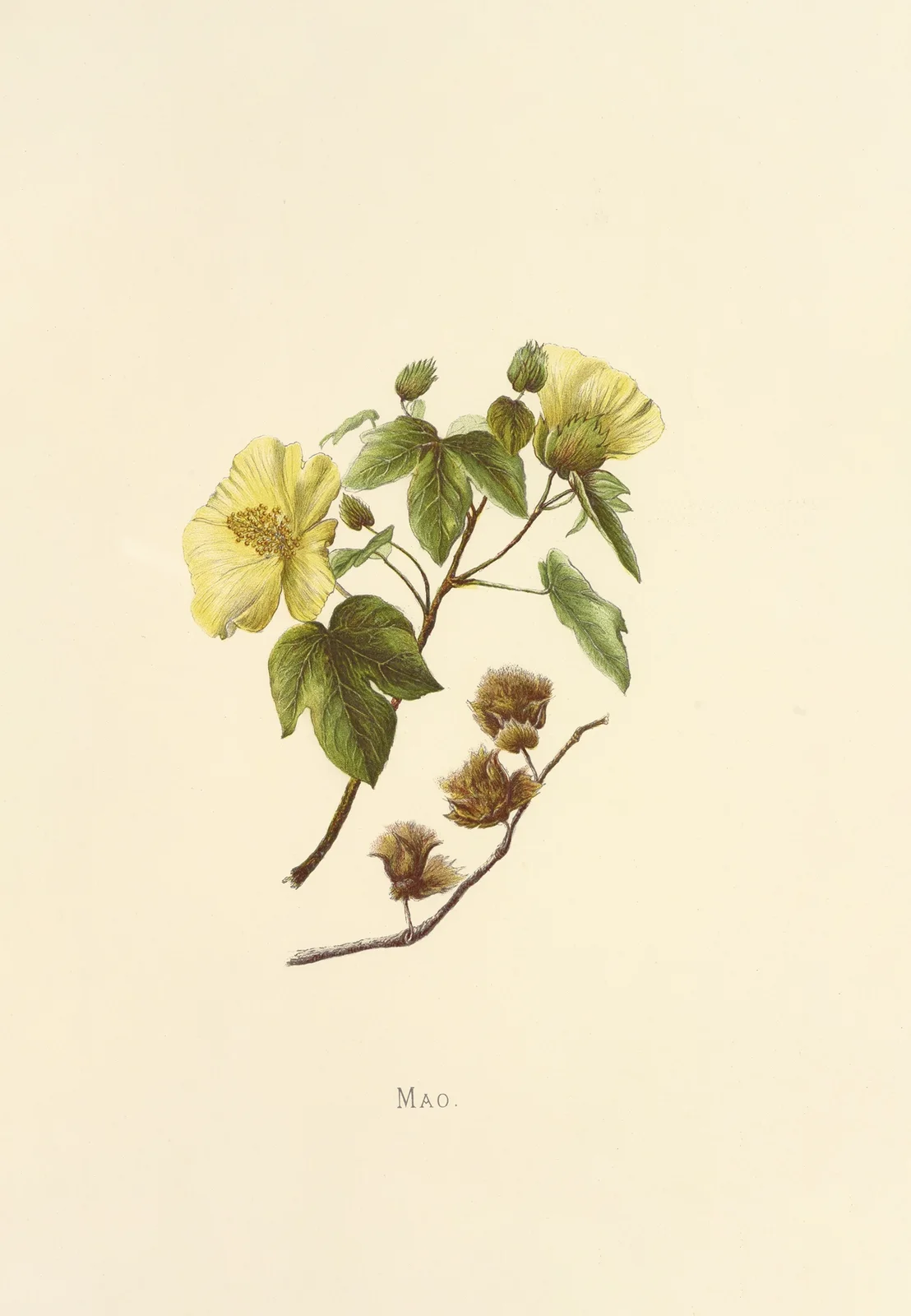 Mao av Isabella McHutcheson Sinclair