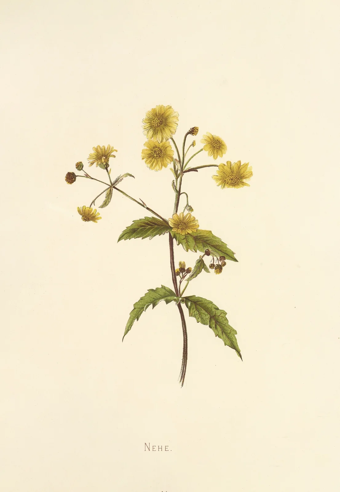 Nehe av Isabella McHutcheson Sinclair