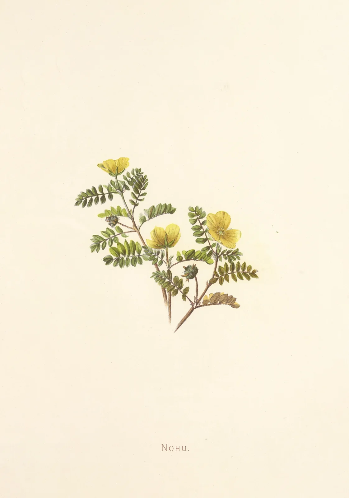 Nohu av Isabella McHutcheson Sinclair