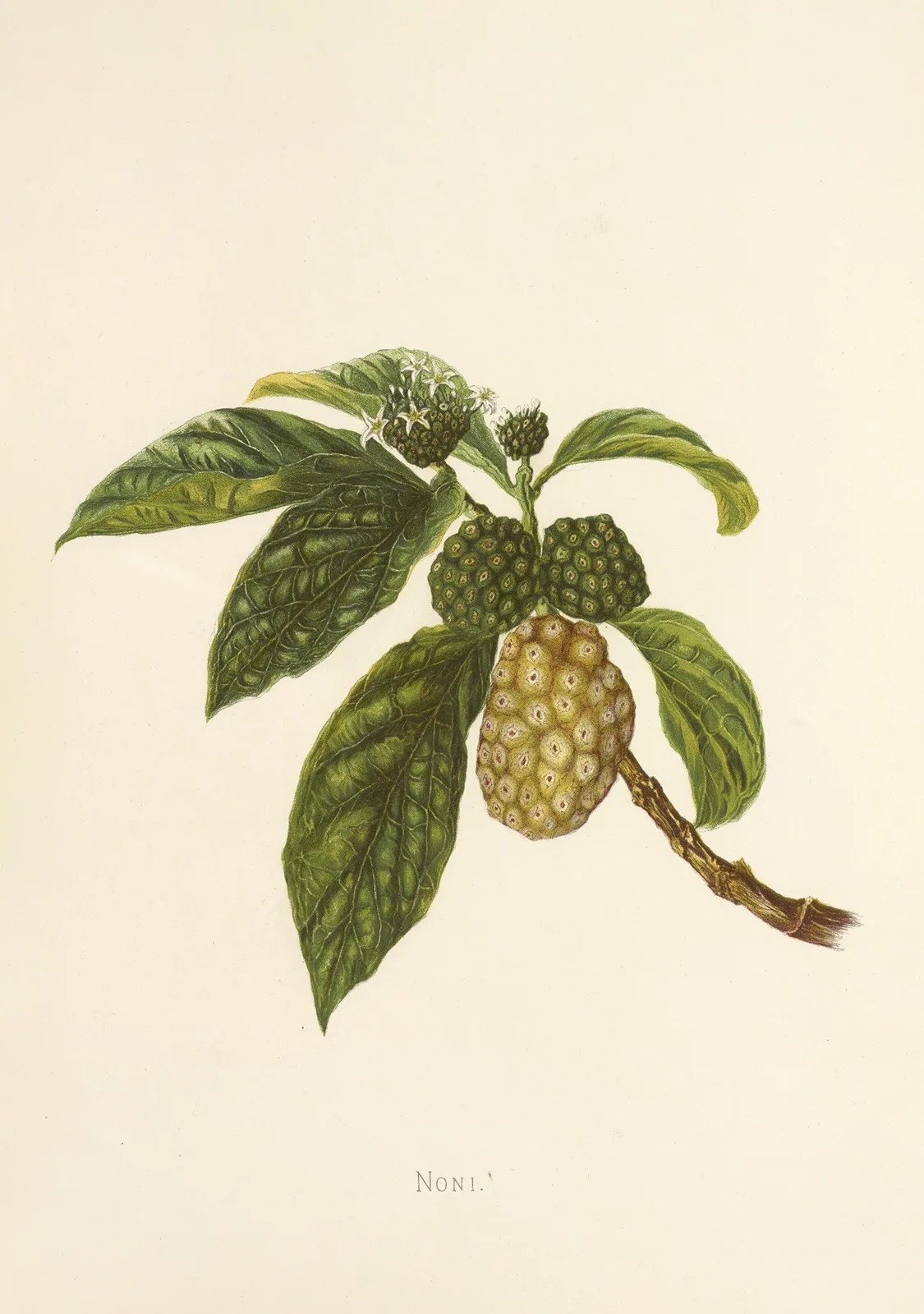 Noni av Isabella McHutcheson Sinclair