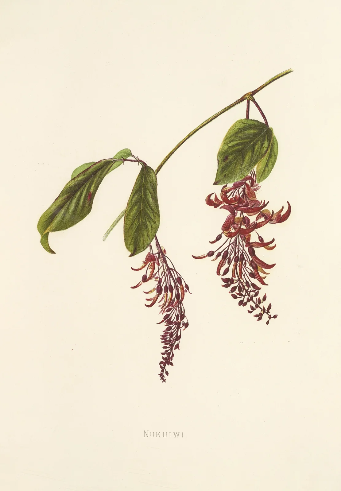 Nukuiwi av Isabella McHutcheson Sinclair