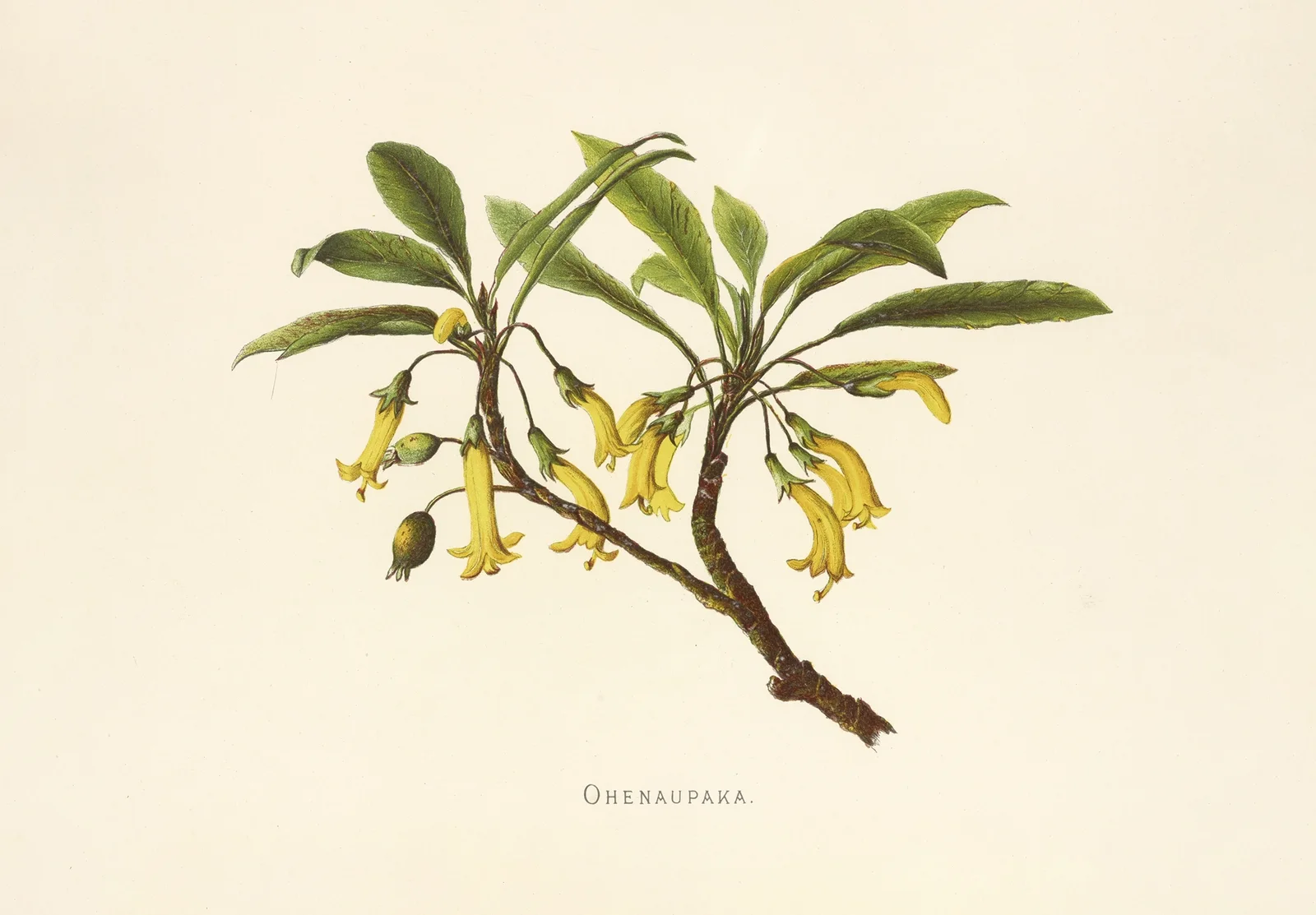 Ohenaupaka av Isabella McHutcheson Sinclair