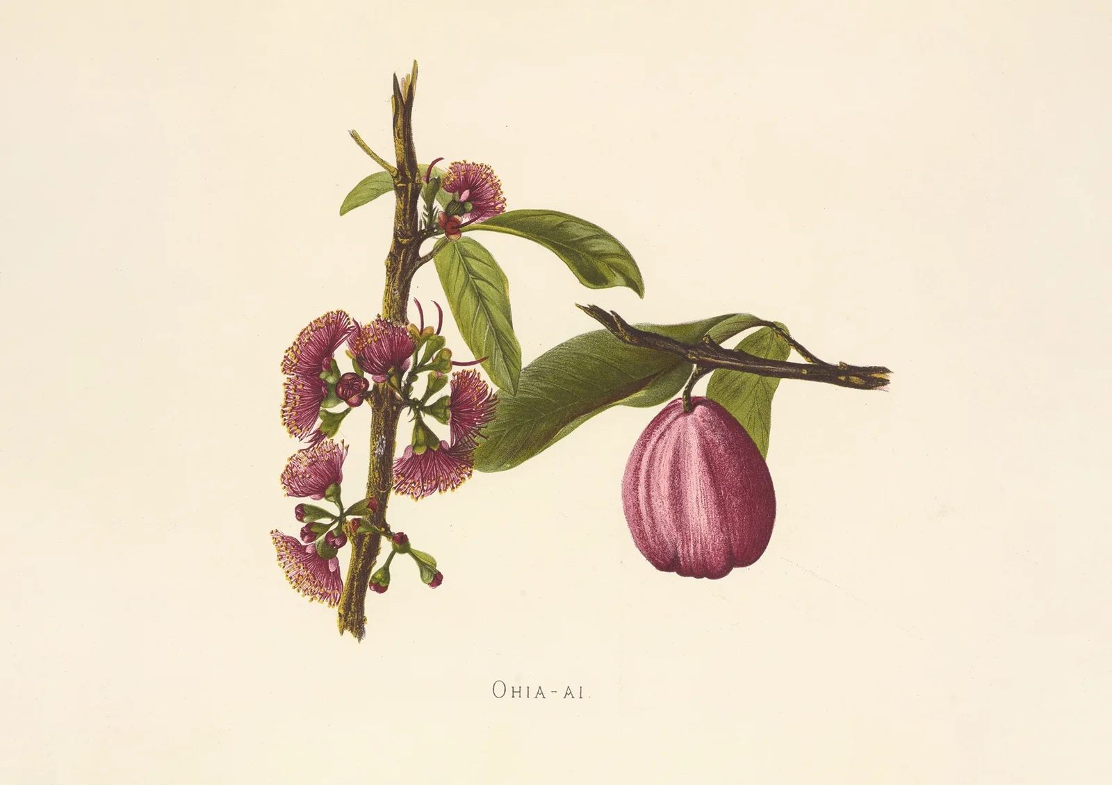 Ohia-Ai av Isabella McHutcheson Sinclair