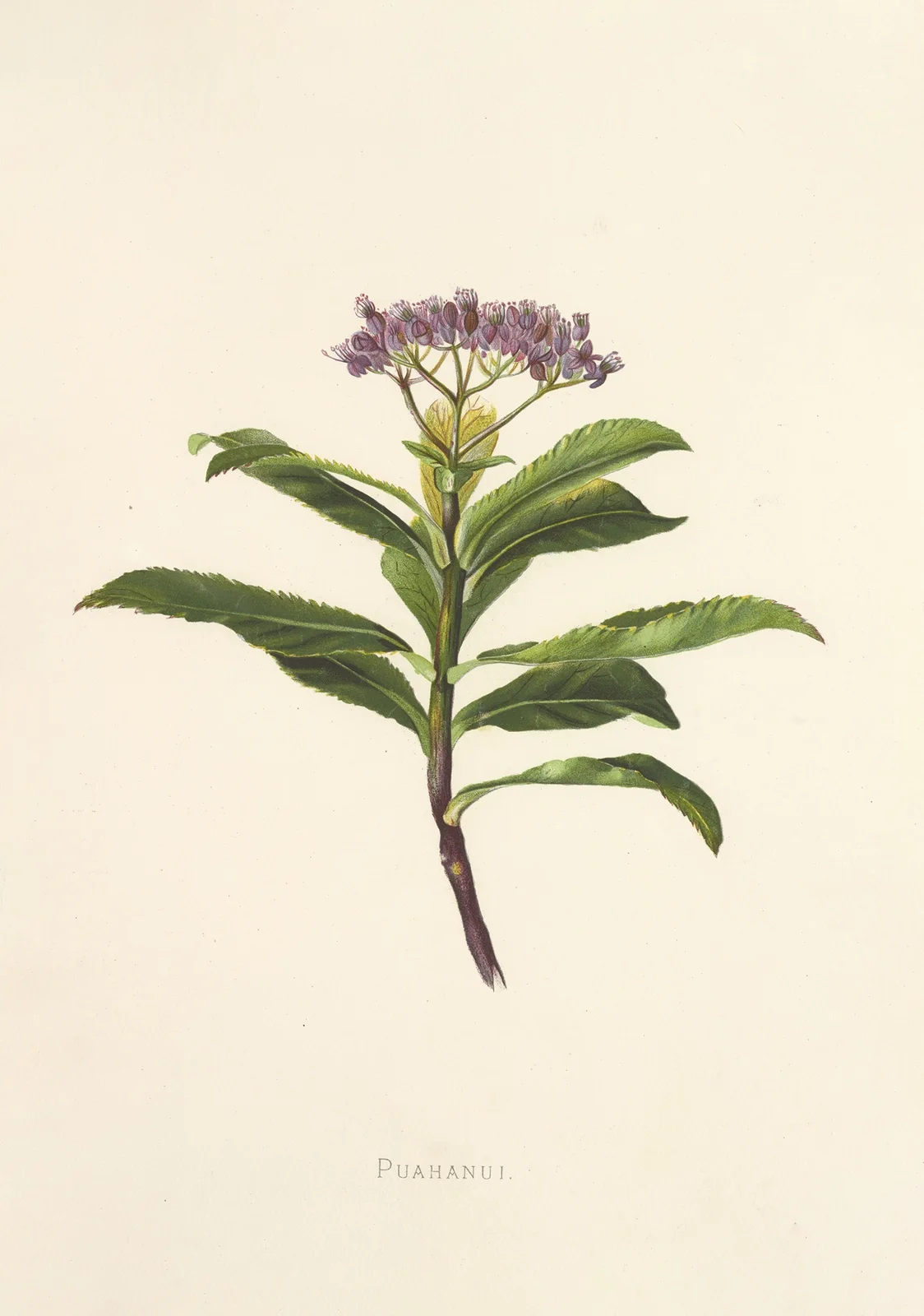 Poahanui av Isabella McHutcheson Sinclair