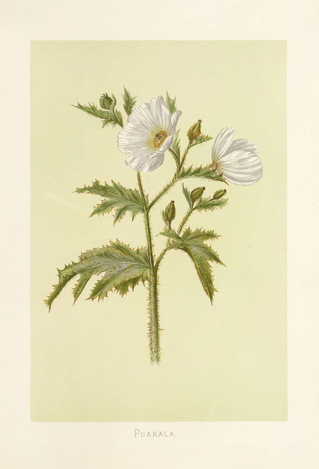 Puakala av Isabella McHutcheson Sinclair