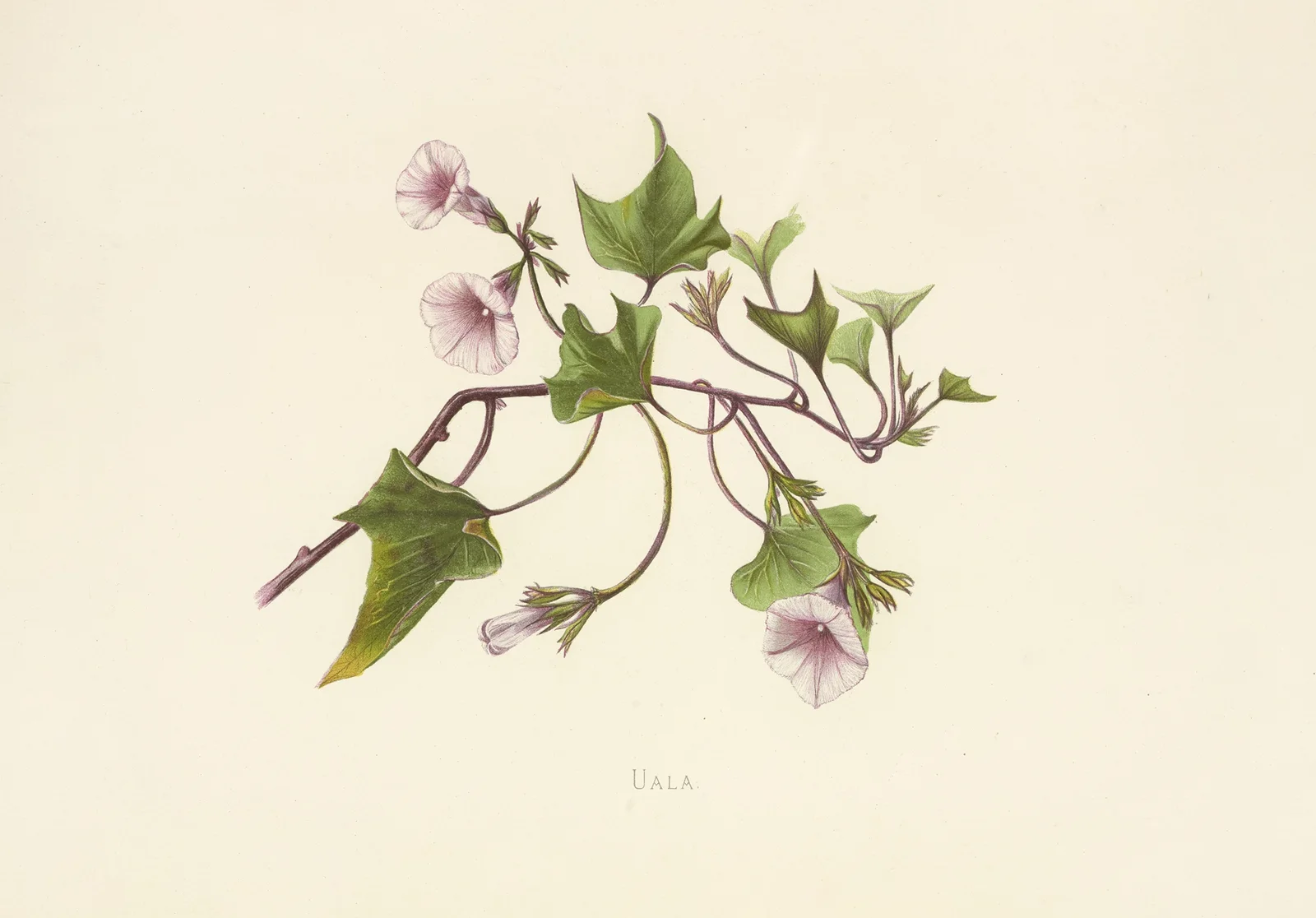 Uala av Isabella McHutcheson Sinclair