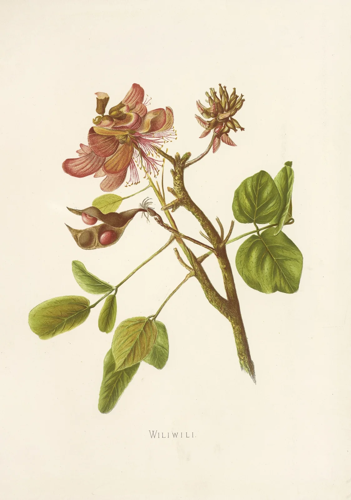 Wiliwili av Isabella McHutcheson Sinclair