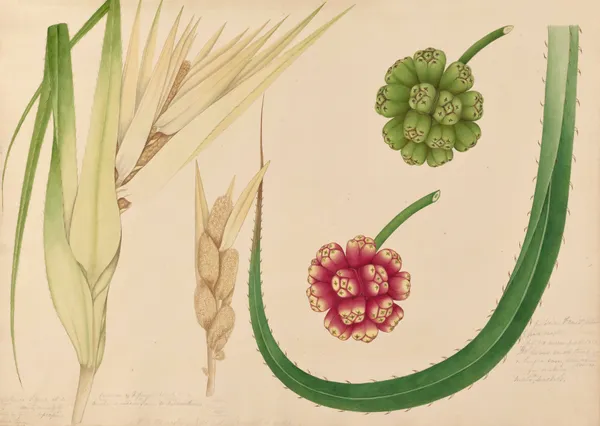 Caldeira Flower, Caldeira av Miss Gough