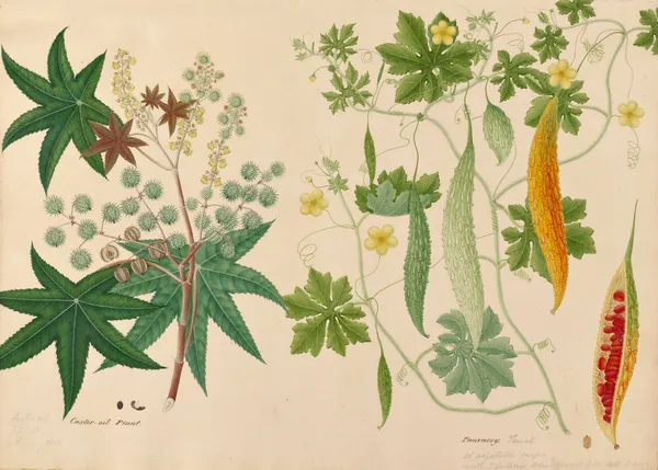 Caster-oil Plant. Pauvacoy. Tamil. A vegetable creeper av Miss Gough