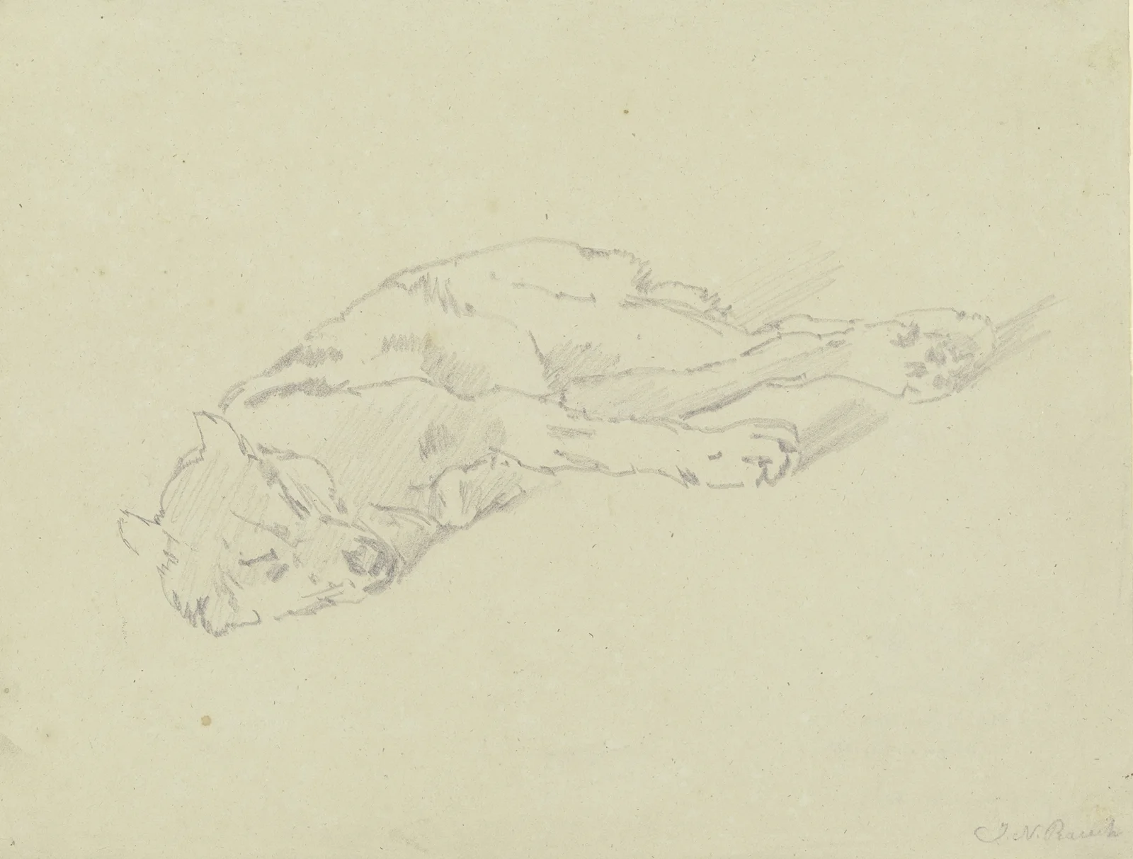 Sleeping wolf av Johann Nepomuk Rauch