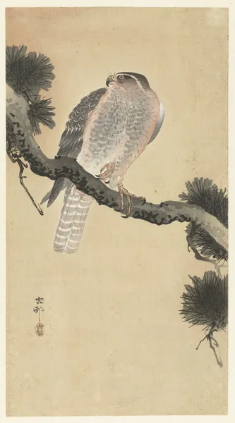 Hawk on pine branch av Ohara Koson