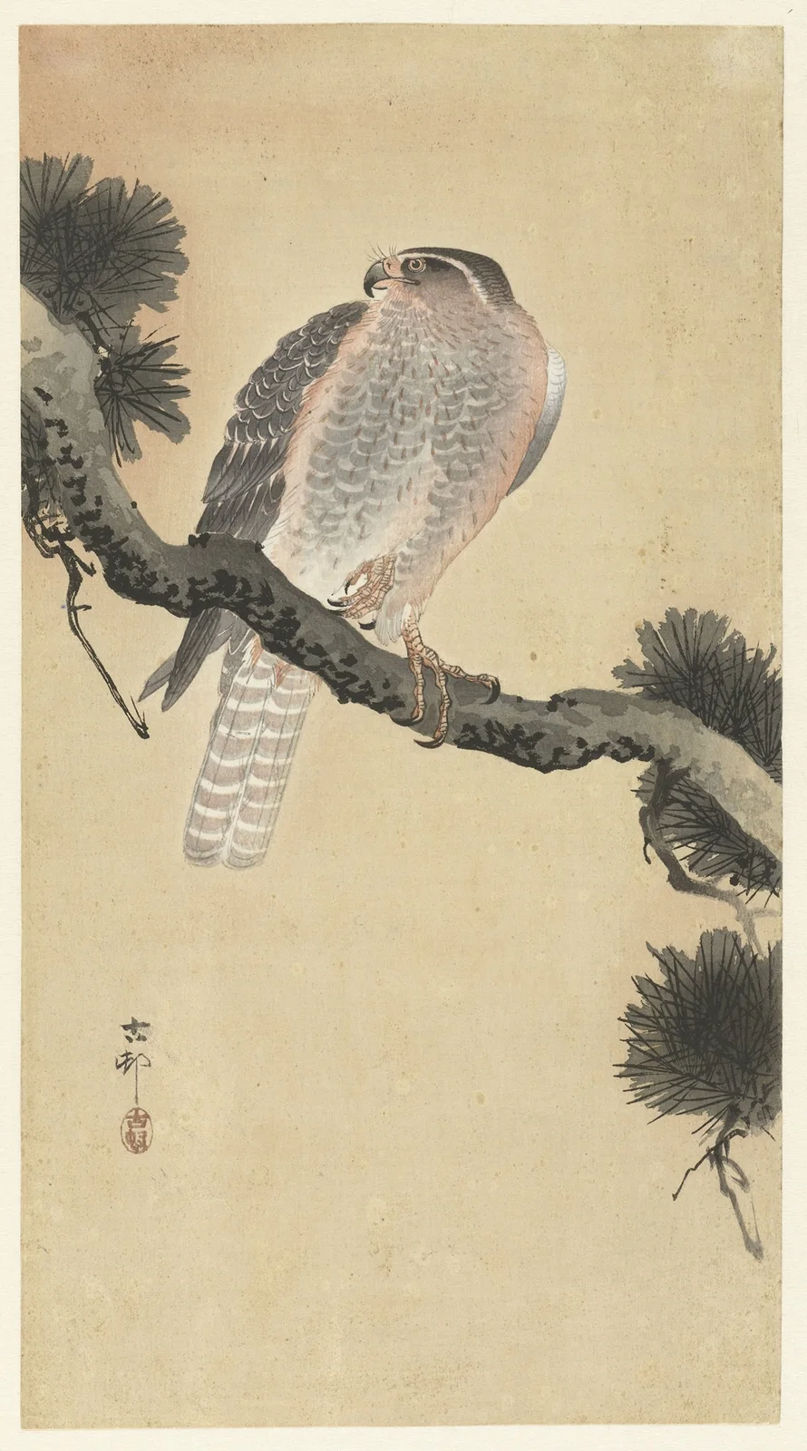 Hawk on pine branch av Ohara Koson