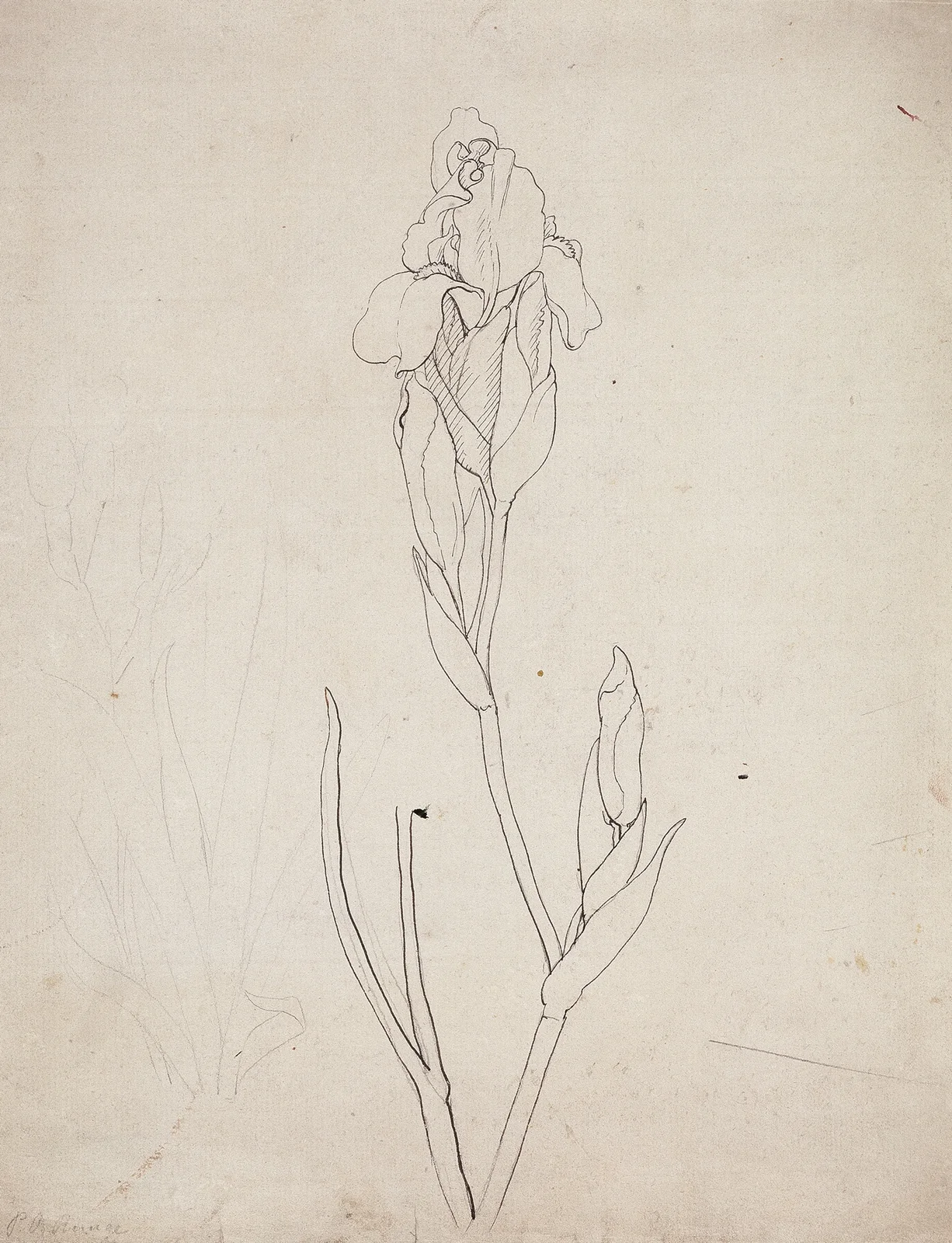 Iris av Philipp Otto Runge