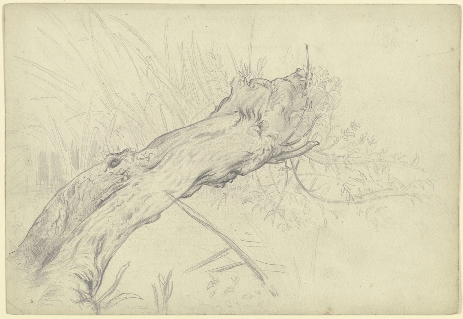 A crooked willow tree av Otto Scholderer