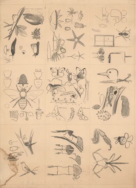 Animal drawings av Paul Flanderky