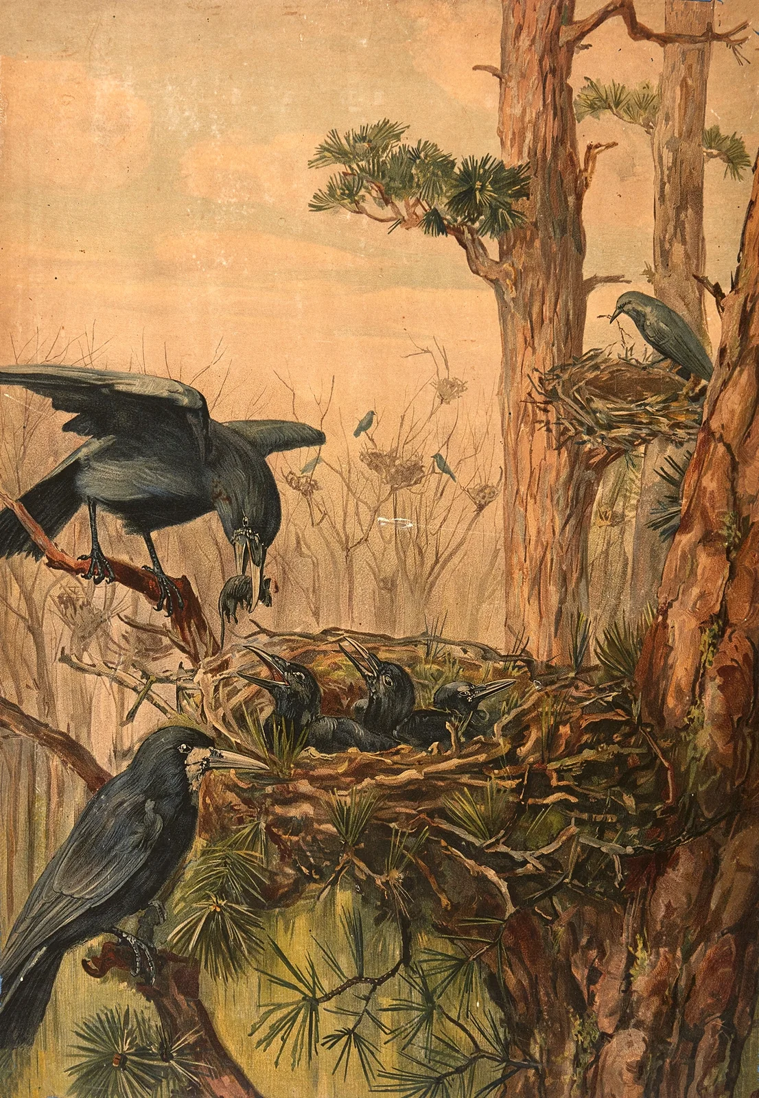 Crows av Paul Flanderky