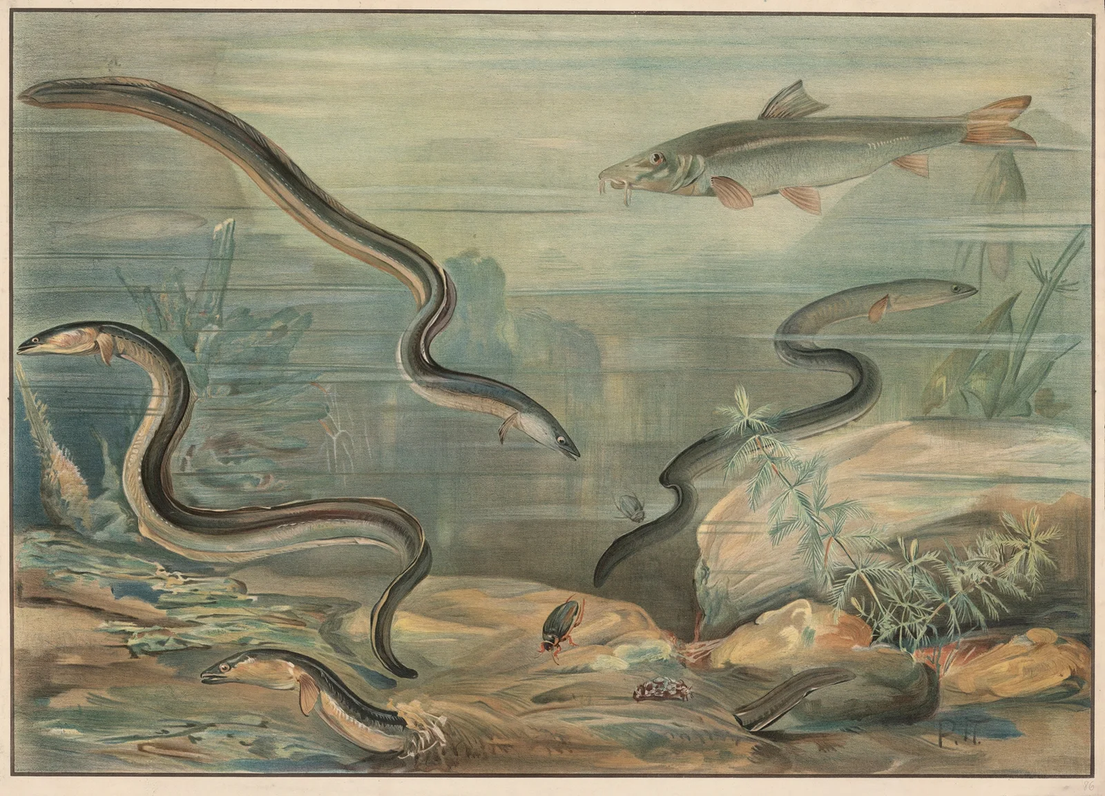 Eel and Carp av Paul Flanderky