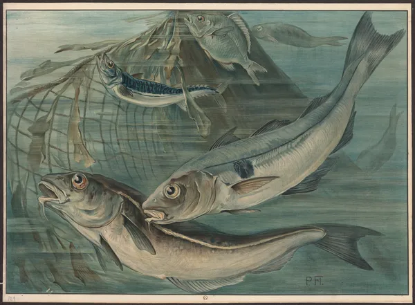 Haddock, mackerel, and bream av Paul Flanderky