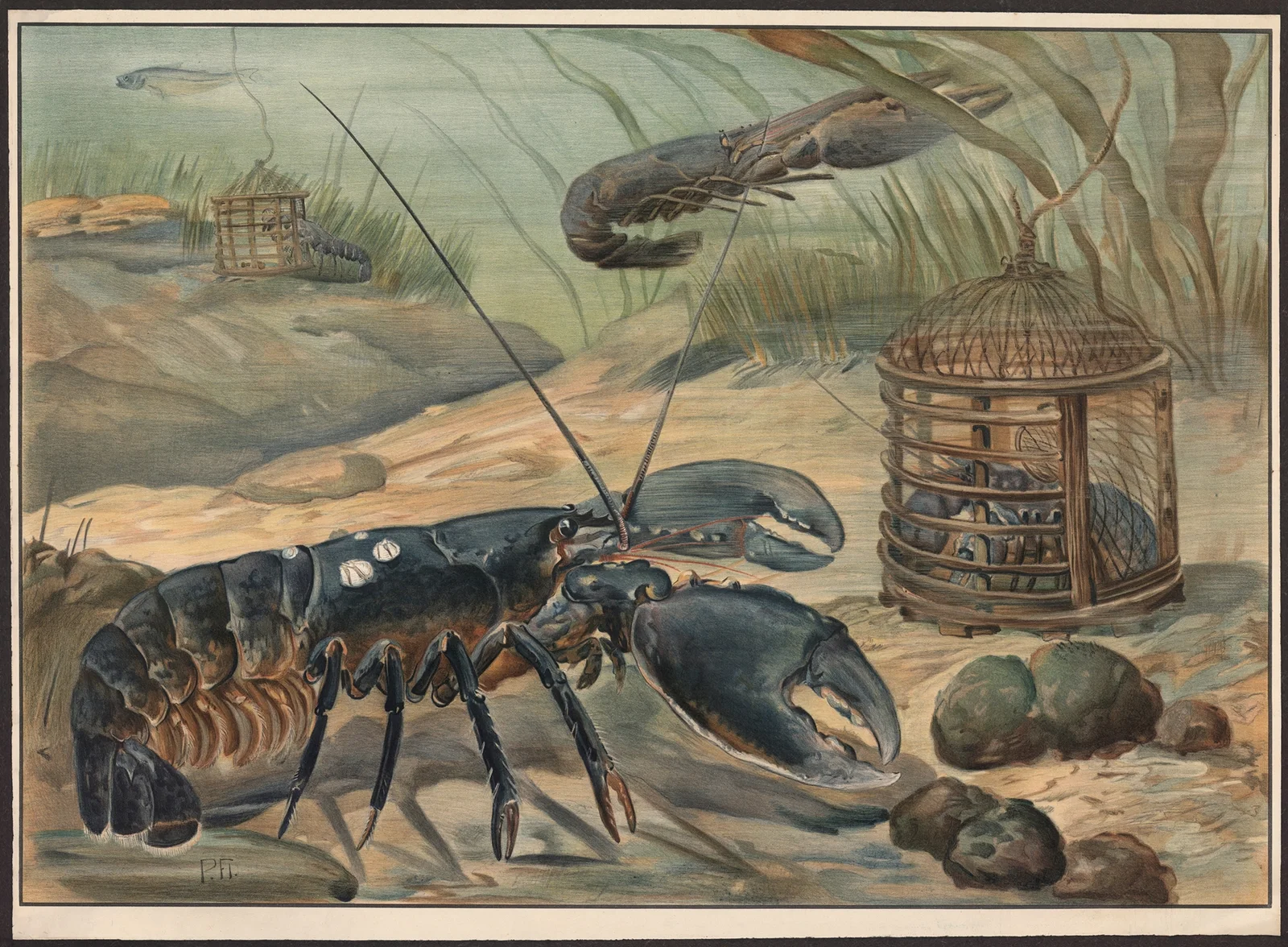Lobster av Paul Flanderky