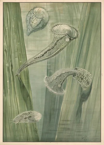 Paramecium av Paul Flanderky