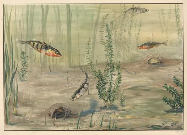 Three-spined stickleback av Paul Flanderky