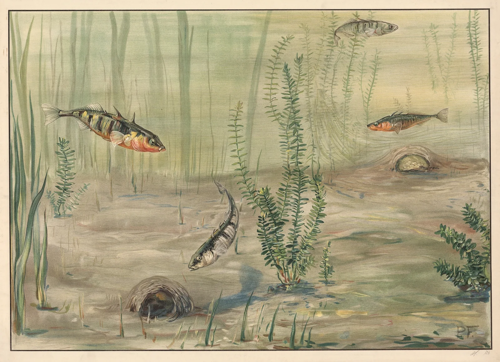Three-spined stickleback av Paul Flanderky