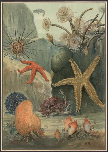 Worms, starfish, sea urchins, etc. av Paul Flanderky