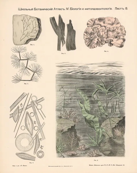 Aquatic plants. Fossils. av Alexander-Paul Henckel