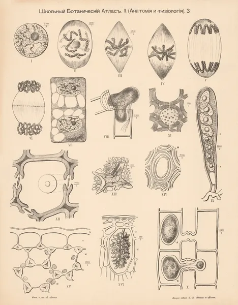Cells av Alexander-Paul Henckel