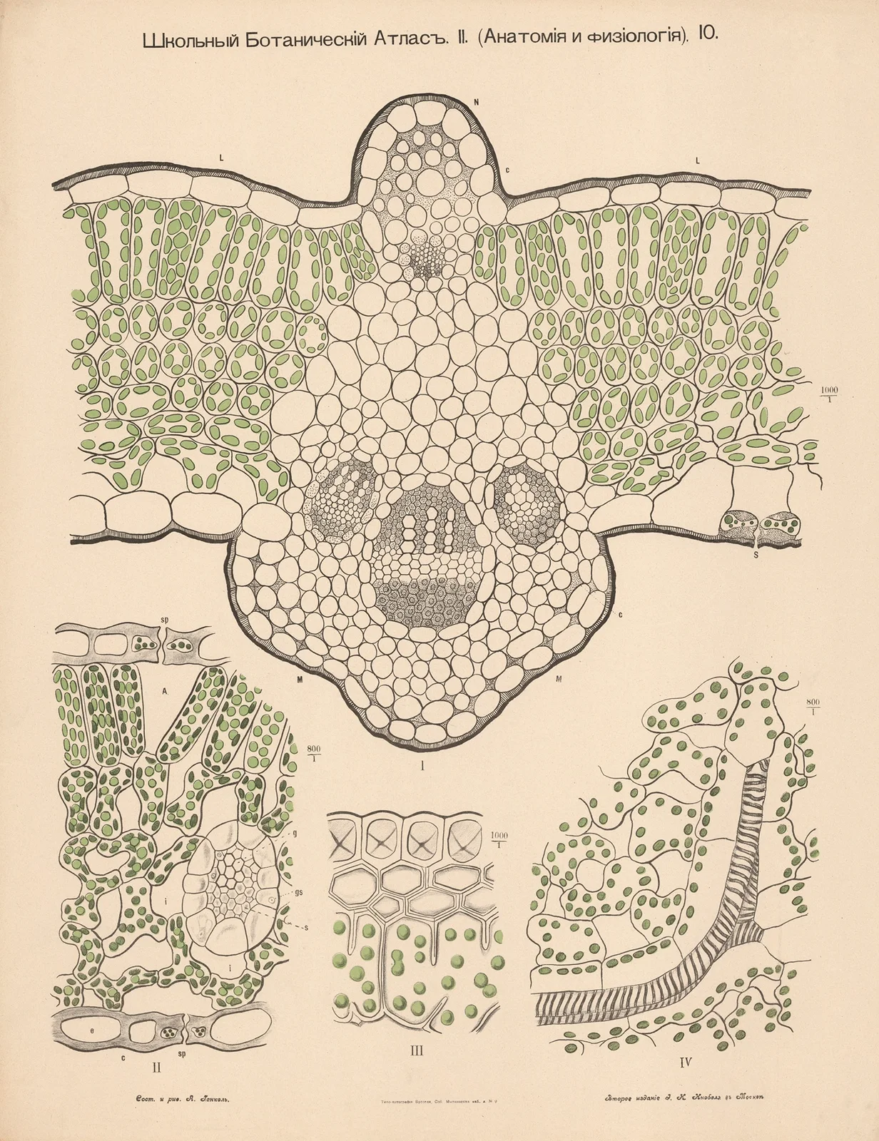 Chloroplast av Alexander-Paul Henckel