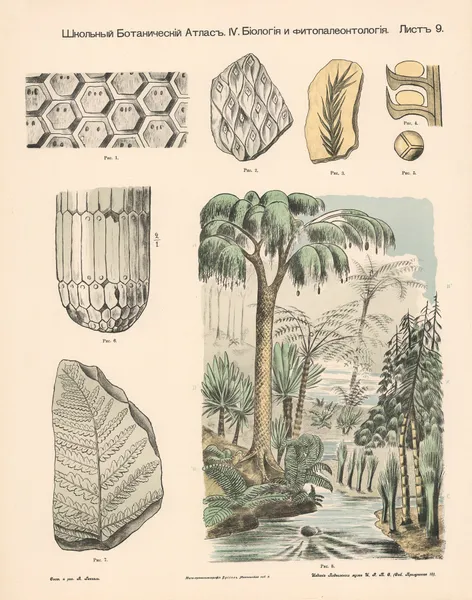 Ferns and Cryptogams av Alexander-Paul Henckel