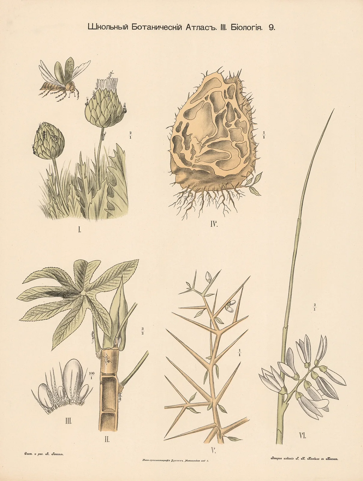 Fertilization av Alexander-Paul Henckel