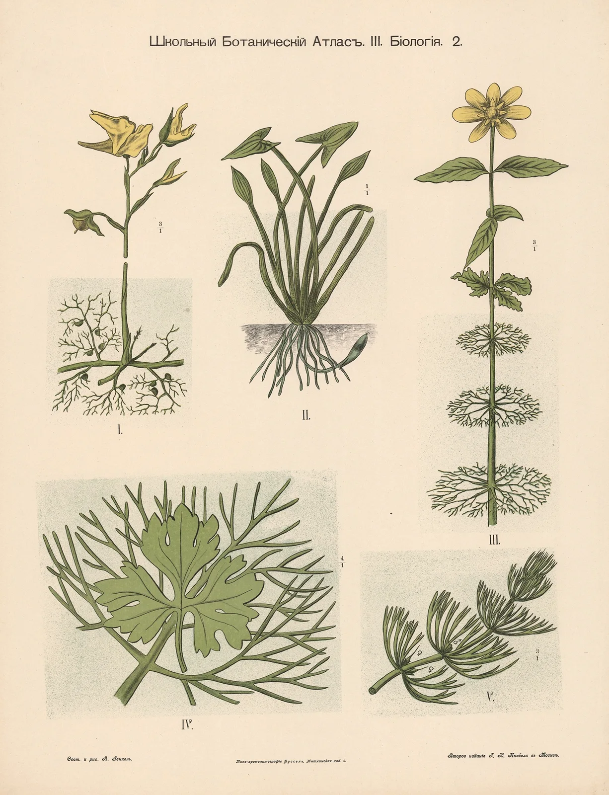 Flowers av Alexander-Paul Henckel