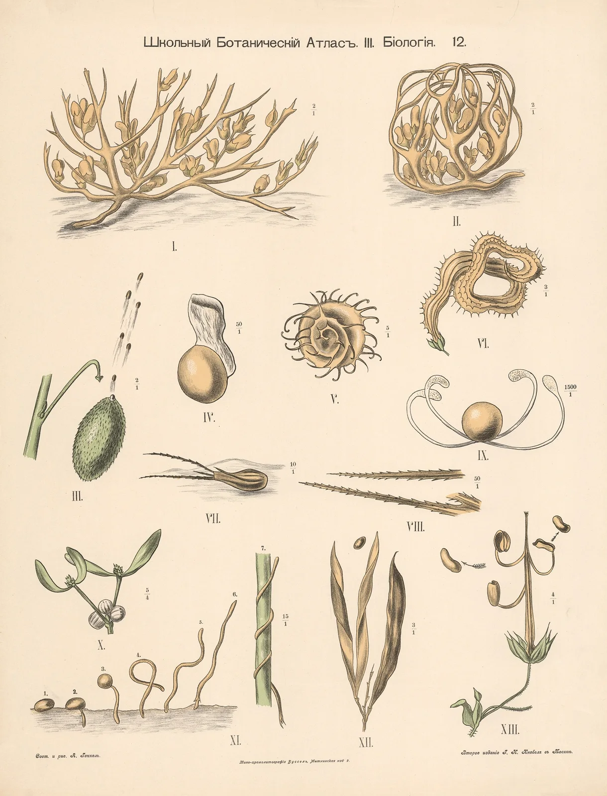 Germination av Alexander-Paul Henckel