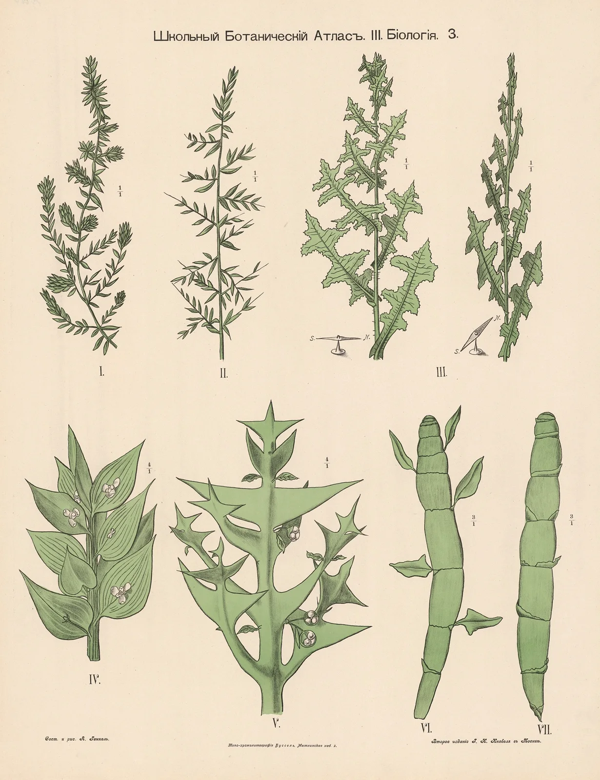 Grasses av Alexander-Paul Henckel