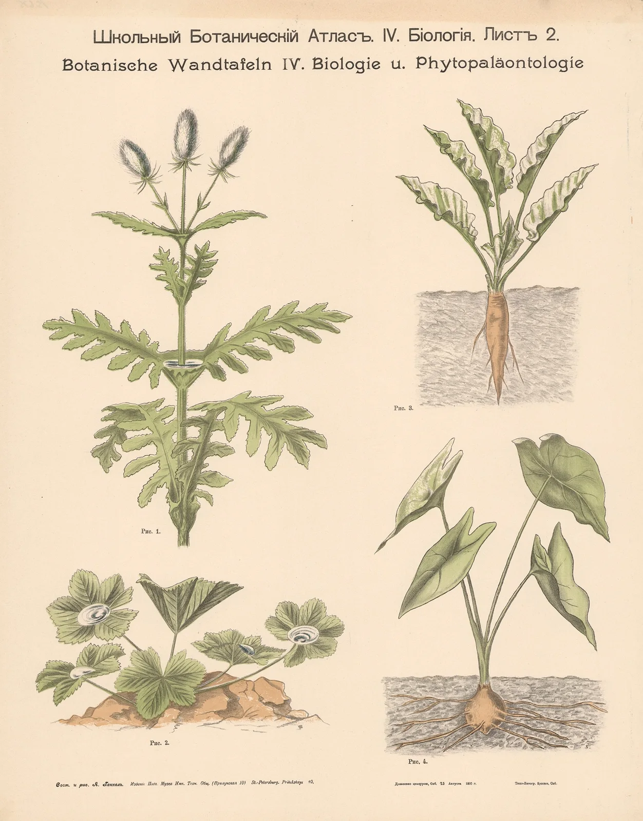 Hardy plants. av Alexander-Paul Henckel