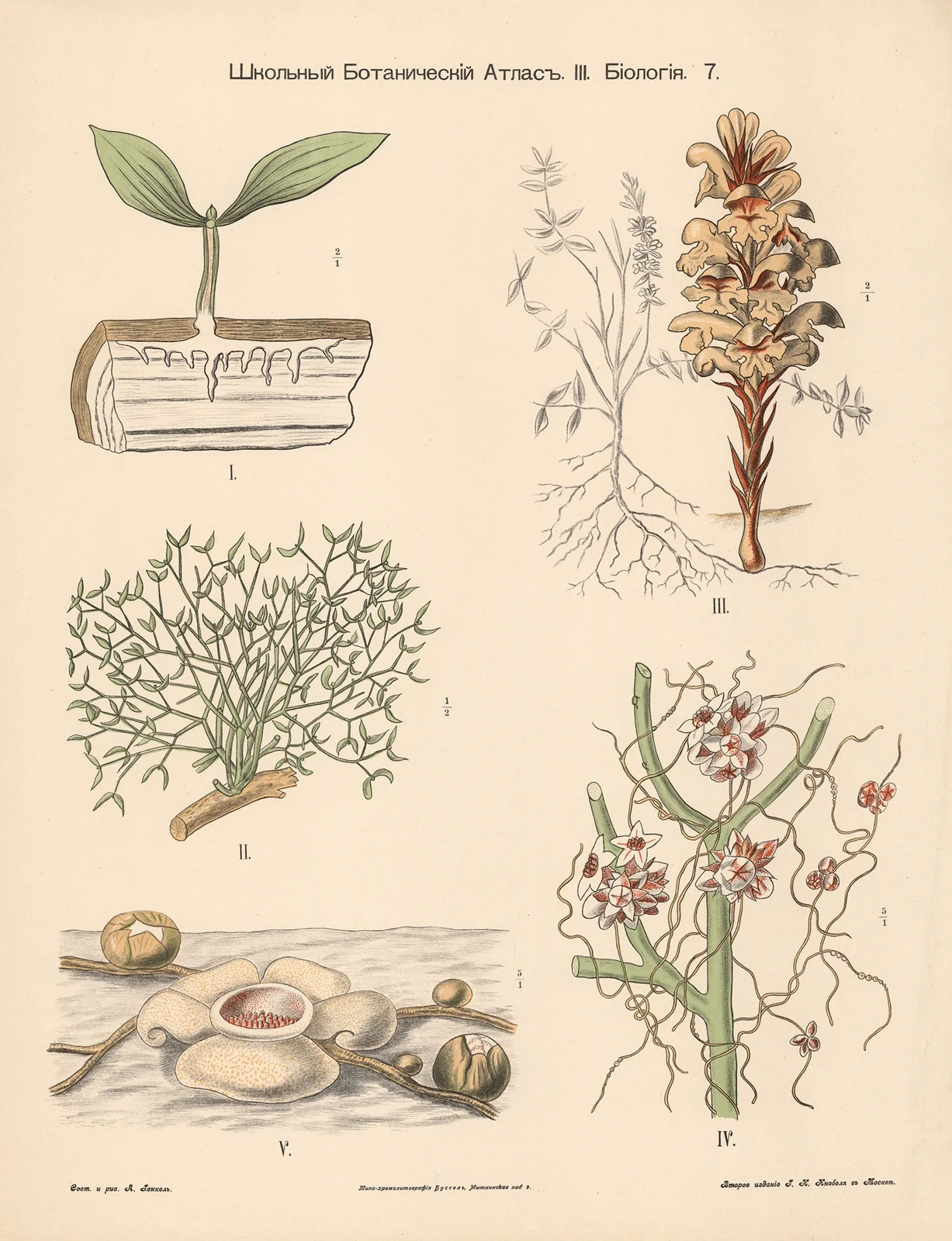 Parasitic plants, 1905 – nr 1 av Alexander-Paul Henckel