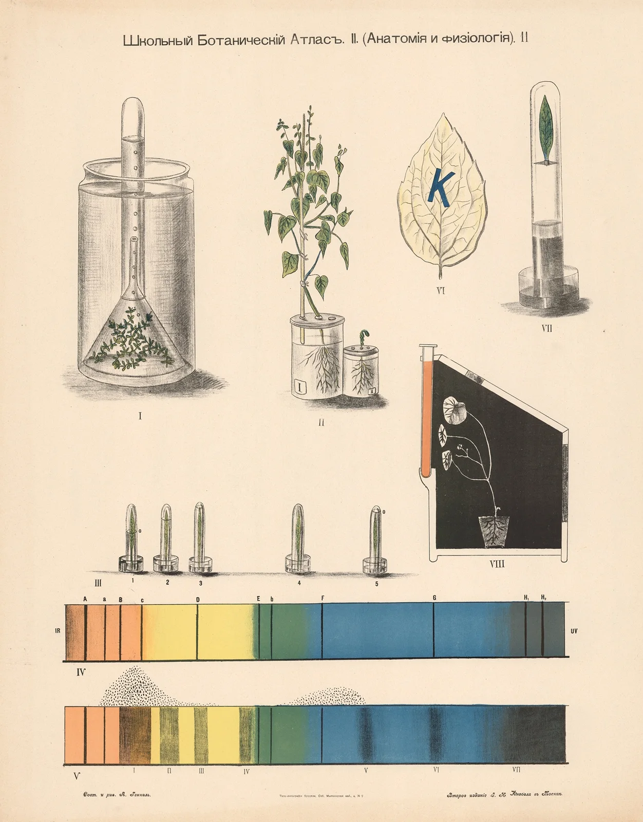Photosynthesis av Alexander-Paul Henckel