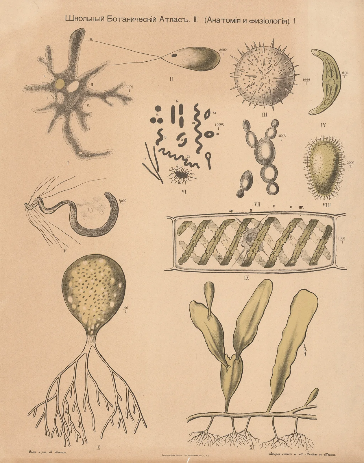 Plant cells av Alexander-Paul Henckel
