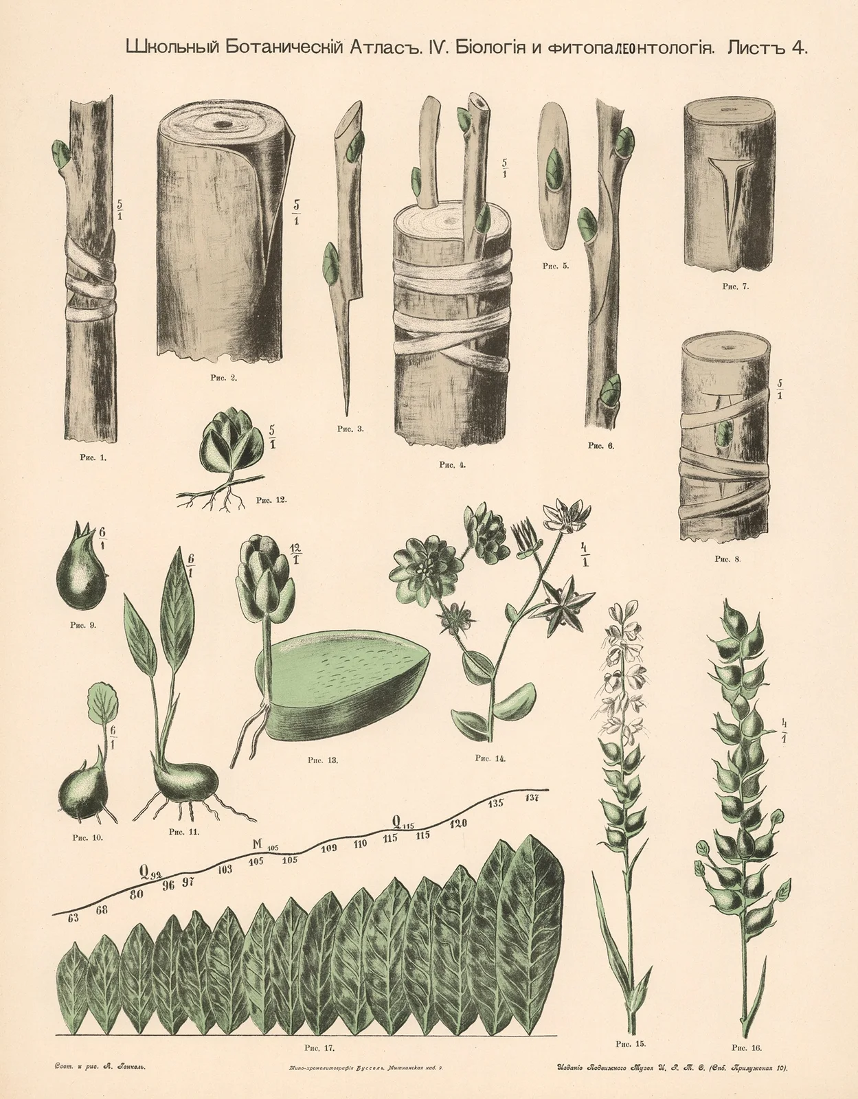 Plant shoots av Alexander-Paul Henckel