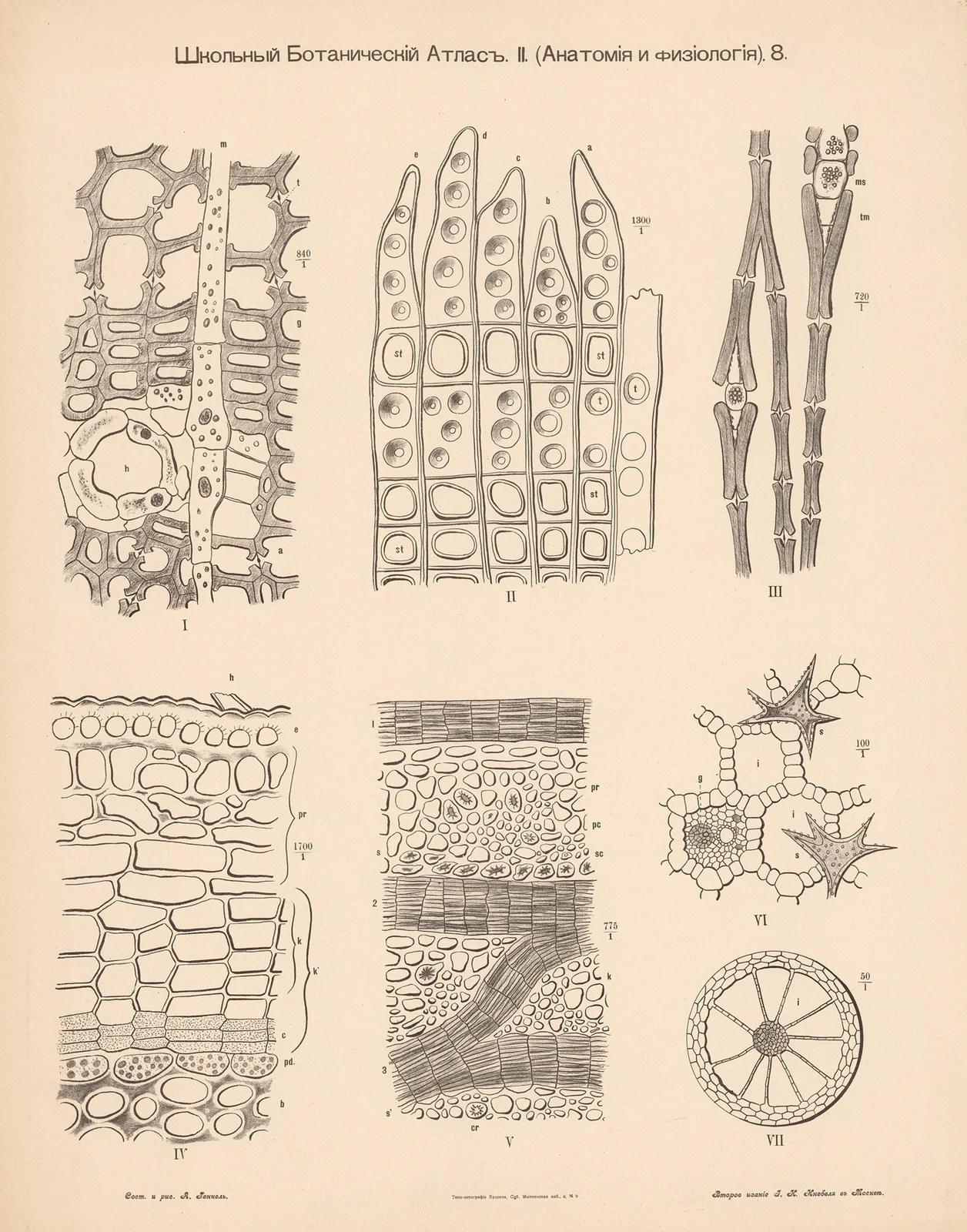 Plant tissue av Alexander-Paul Henckel