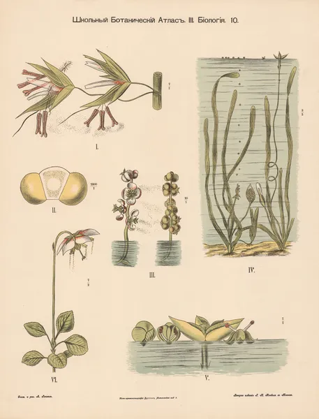 Pollination of aquatic plants av Alexander-Paul Henckel