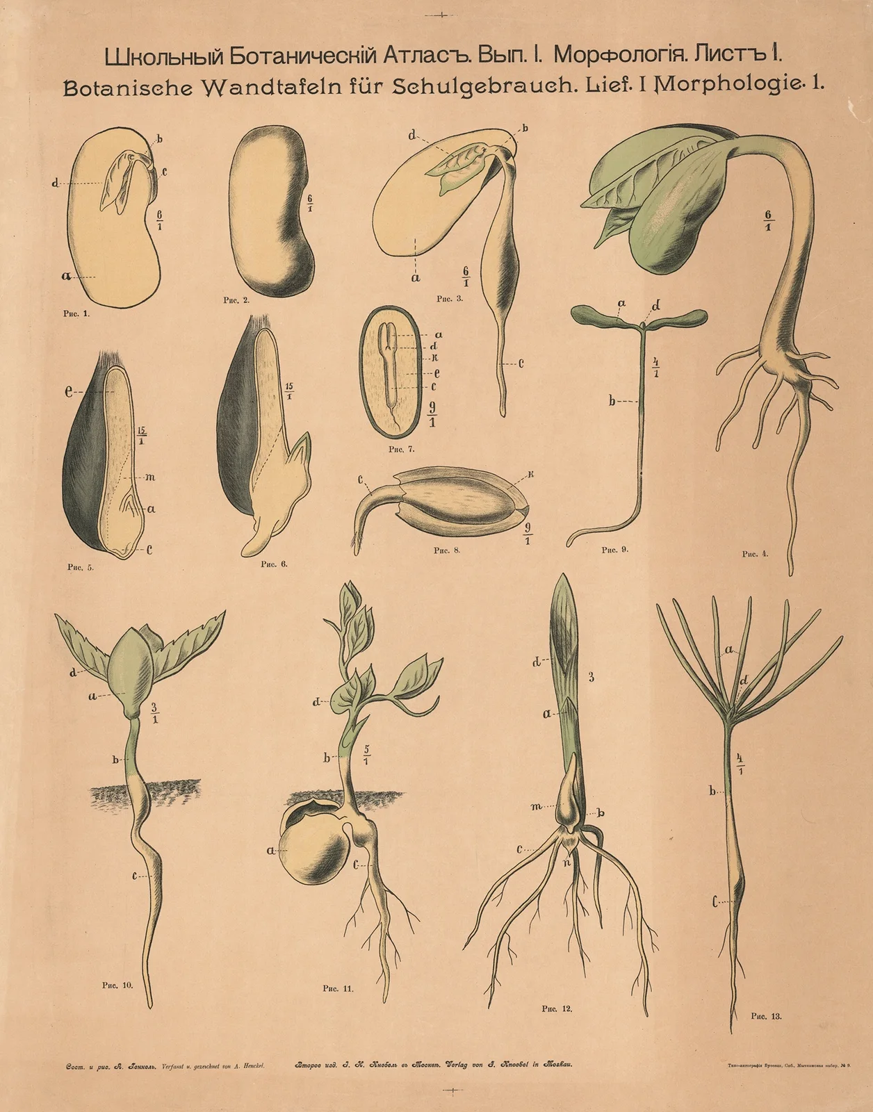 Seeds and cotyledons av Alexander-Paul Henckel