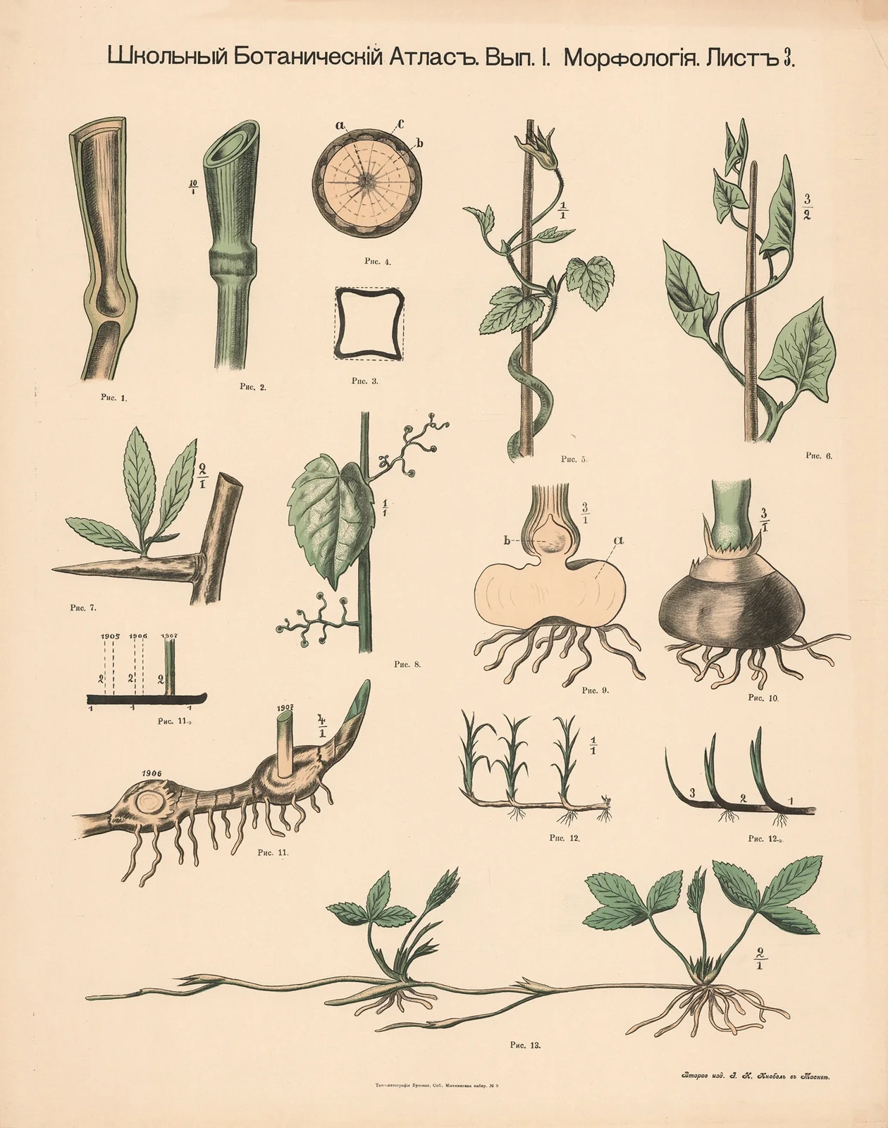 Stem and shoots av Alexander-Paul Henckel